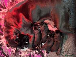 Cane Corso dogs Cane Corso Puppies - Advert 11