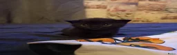 Mixed Breed cats for sale: Lovely 2 little ones  in Colchester - Advert 27