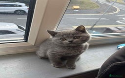 British Shorthair cats for sale: Short hair British kittens  - Image 3