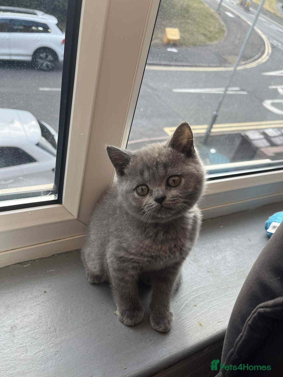 British Shorthair cats for sale: Short hair British kittens  - Image 3
