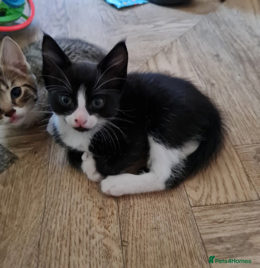 British Shorthair cats for sale: Black and white kitten and tabby - Image 2