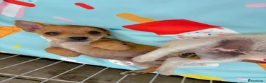  Tiny Tan Boy – Smallest in the Litter