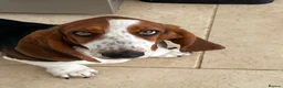 Basset Hound dogs for sale: Basset Hound Puppies - Advert 12