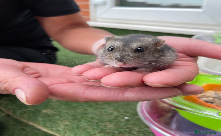 Hamster rodents - Advert 1