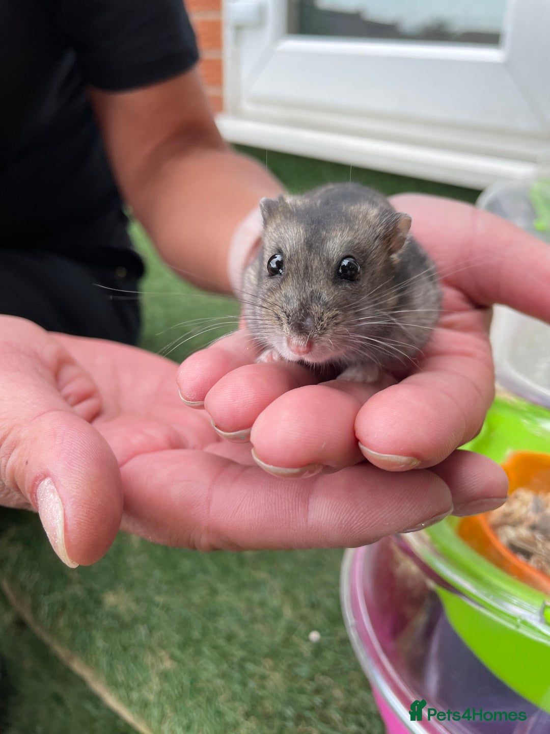 Hamster rodents for sale: Beautiful female hamster - Image 1