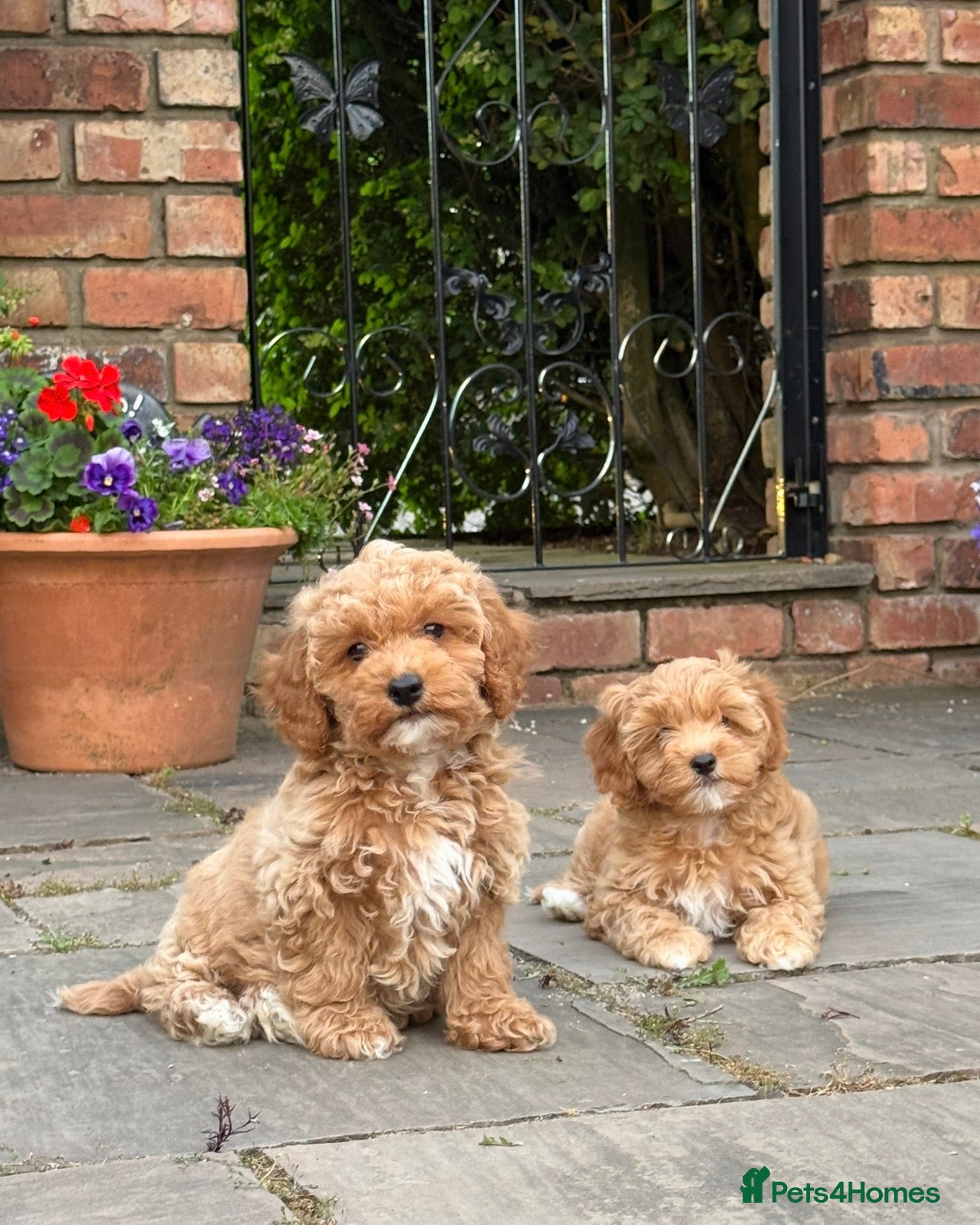 Cavapoochon dogs Beautiful Cavapoochon Puppies - Ready Now  - Advert 1