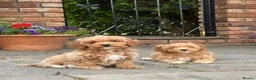 Cavapoochon dogs for sale: Beautiful Cavapoochon Puppies - Ready Now  - Advert 1