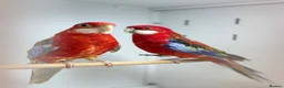 Parakeets birds for sale: Rosella  - Advert 4
