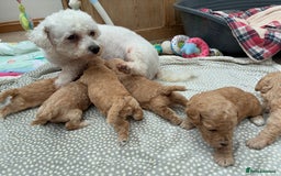 Poochon dogs for sale: Poochon Puppies Available! - Image 13