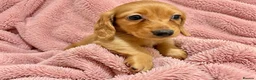Miniature Dachshund dogs for sale: Miniature Dachshund Puppies - Advert 5