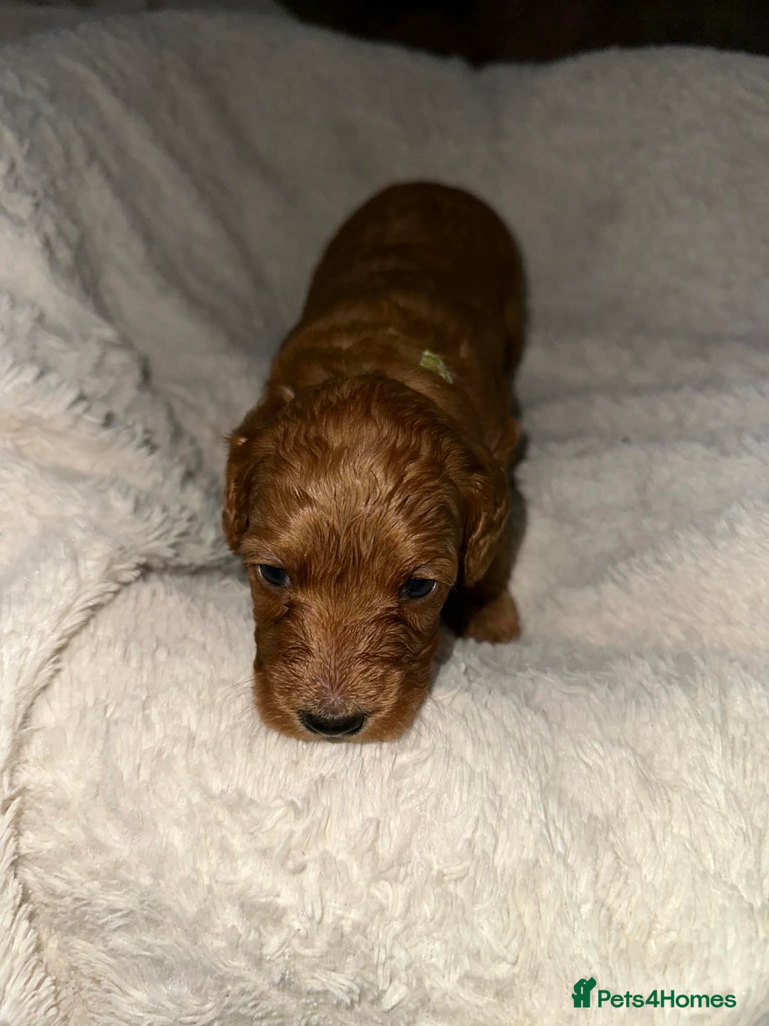 Cockapoo dogs for sale: Gorgeous F1b cockapoo puppies  - Advert 17