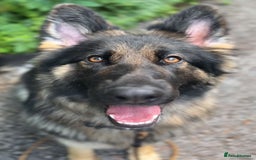 German Shepherd dogs for sale: German shepherd puppies for sale  - Image 17