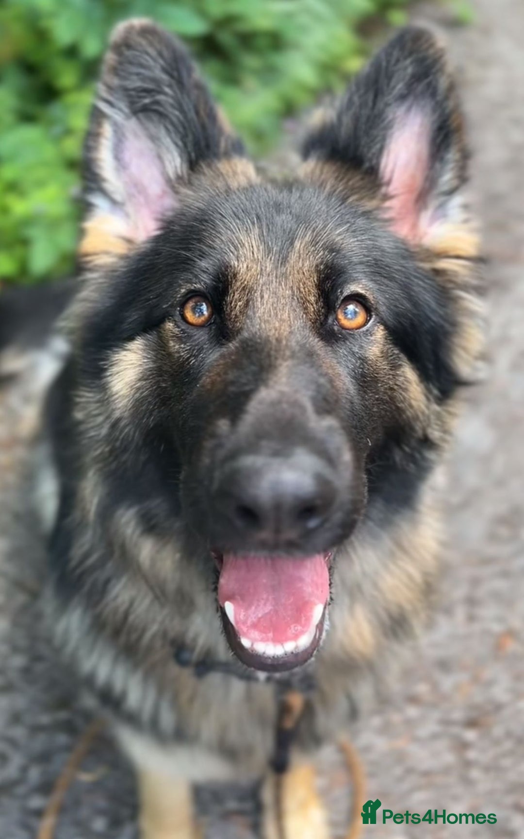 German Shepherd dogs for sale: German shepherd puppies for sale  - Image 17