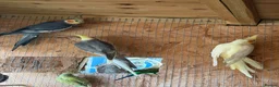 Cockatiels birds for sale: Cockatiel bonded/breeder pairs - Advert 4
