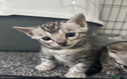 Bengal cats for sale: Beautiful Bengal kittens  - Image 1