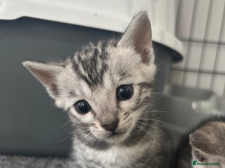 Bengal cats - Advert 29