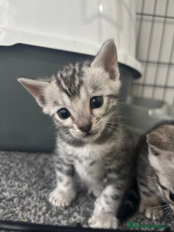 Bengal cats - Advert 6