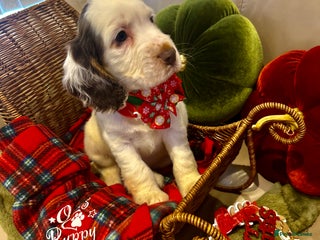 Cocker Spaniel dogs Last Male Kc Cocker Spaniel Simbawood Sire - Advert 1