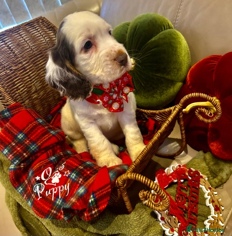 Cocker Spaniel dogs Last Male Kc Cocker Spaniel Simbawood Sire - Advert 3