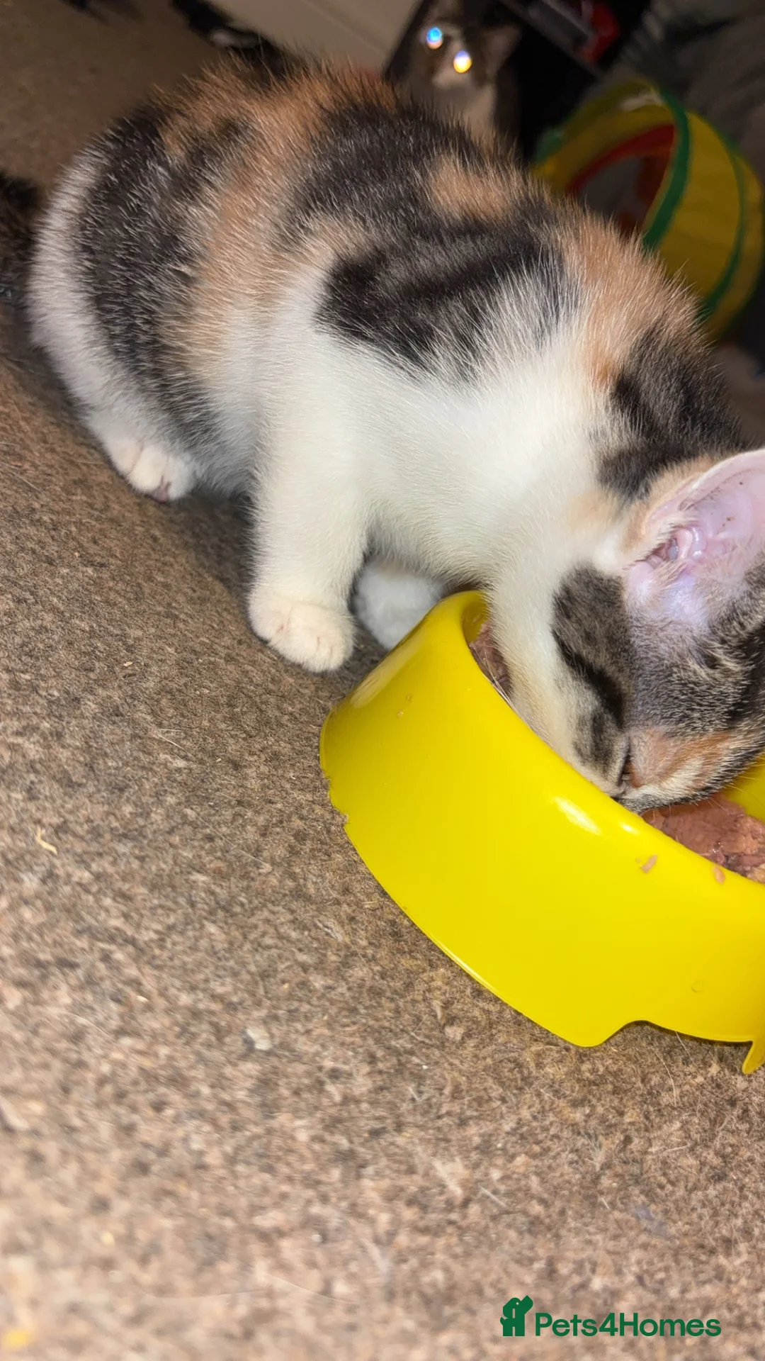 Mixed Breed cats for sale: 2 gorgeous calico female kittens for sale  - Advert 10