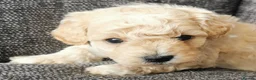 Poochon dogs for sale: Superb F1b Poochon Puppies  - Advert 4