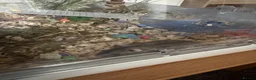 Hamster rodents for sale: Russian Dwarf Hamster and Cage  - Advert 2