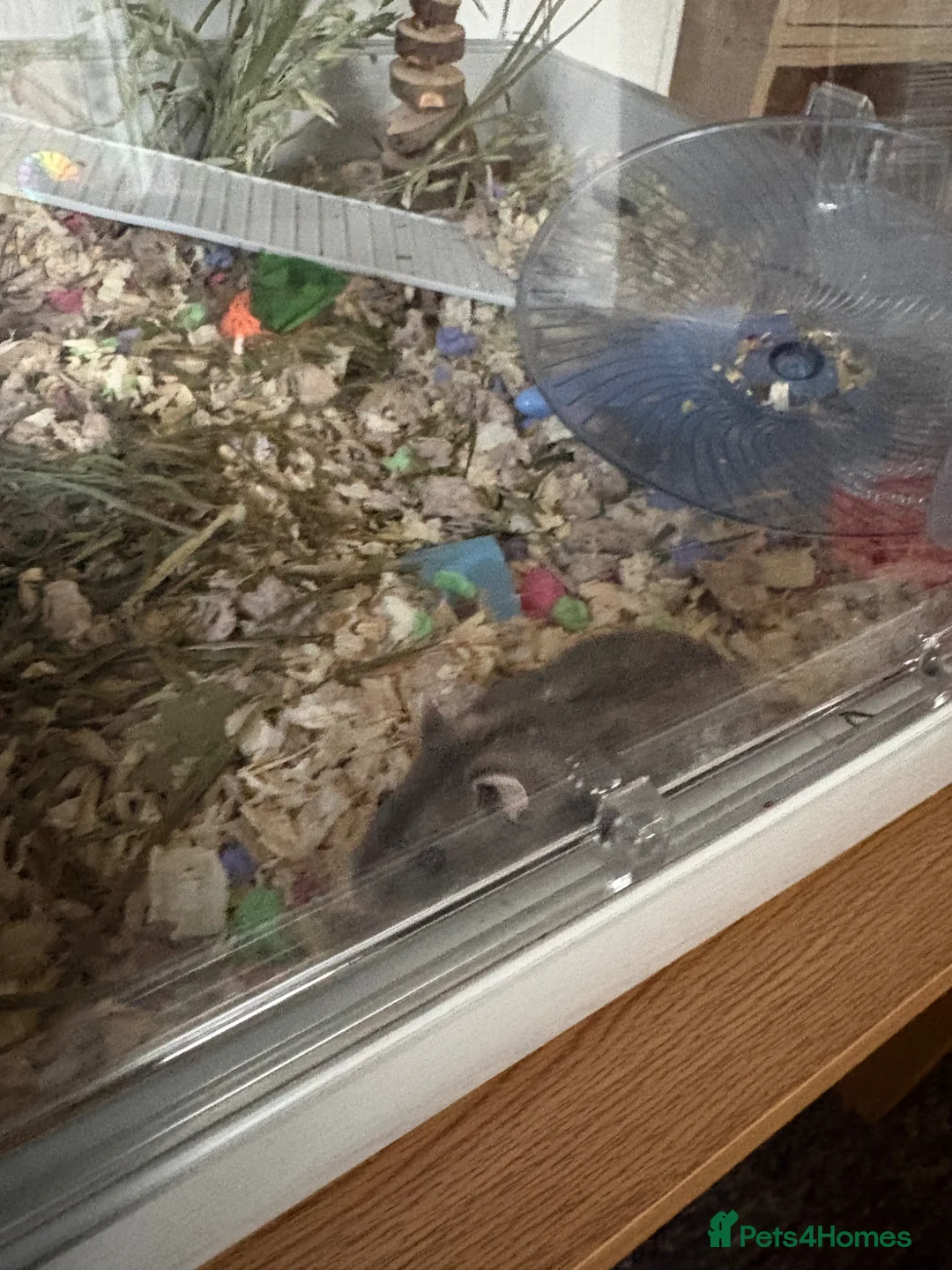 Hamster rodents for sale: Russian Dwarf Hamster and Cage  - Advert 2