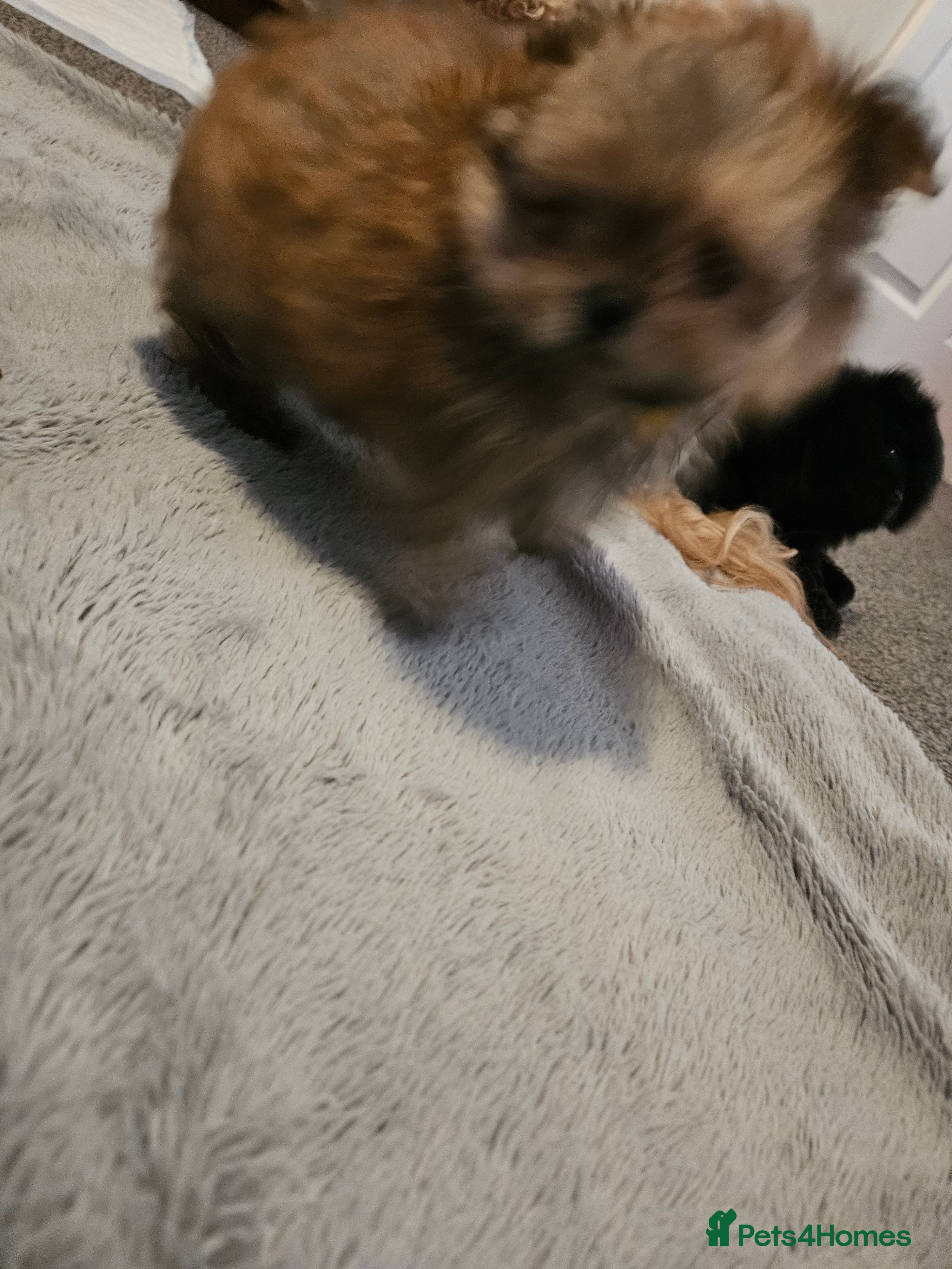 Mixed Breed dogs Health checked,quality pomeranian and shitzu cross - Advert 2
