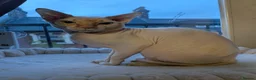 Sphynx cats for stud: Beautiful Sphynx for STUD - Advert 5