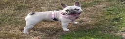 French Bulldog dogs for sale: Female frenchie rehome - Advert 4