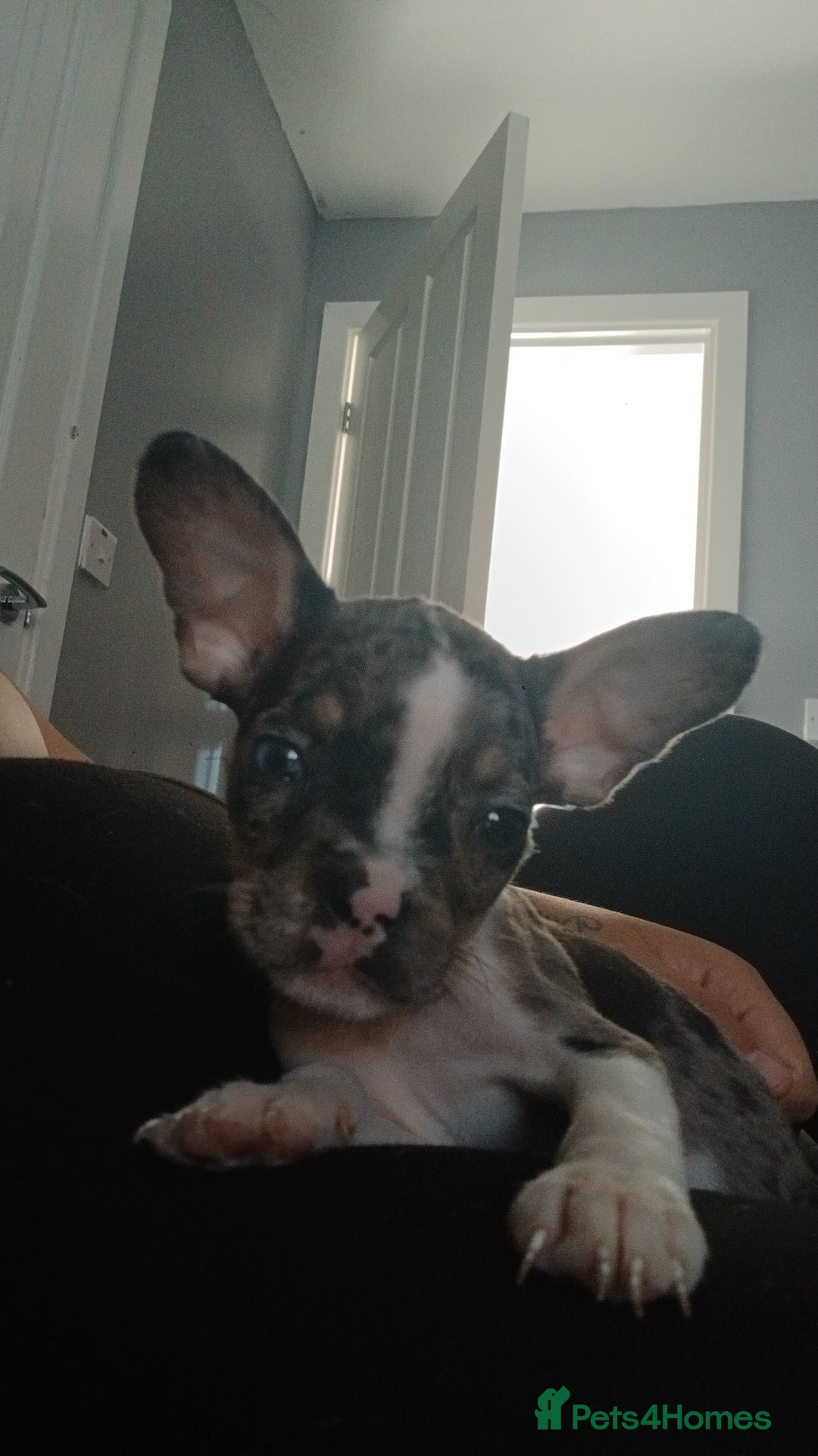 Mixed Breed dogs Frenchie cross pocket bully  - Advert 5