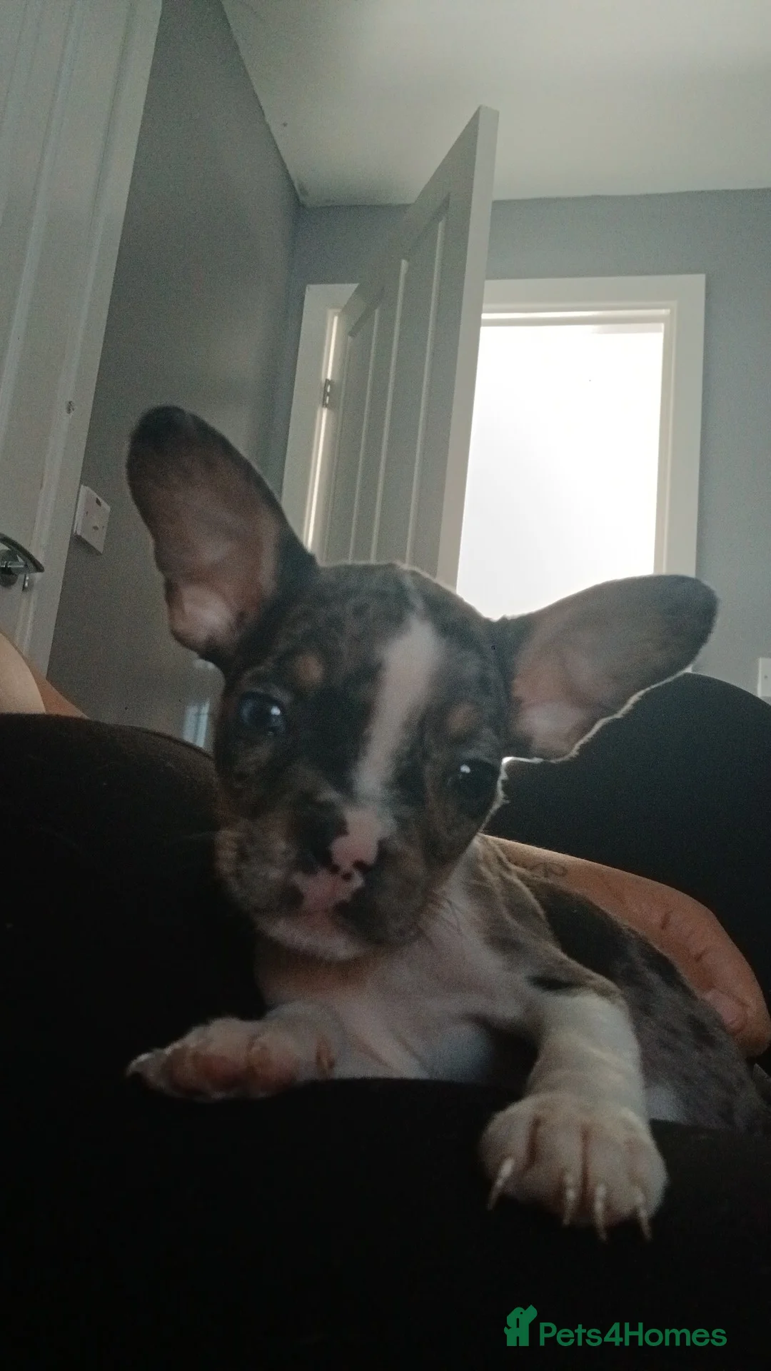 Mixed Breed dogs for sale: Frenchie cross pocket bully  - Advert 1