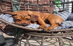 Mixed Breed dogs for sale: CHUNK - 8months old beauty - Image 4