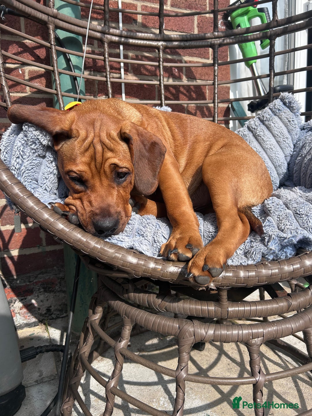 Mixed Breed dogs for sale: CHUNK - 8months old beauty - Image 4