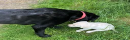 Labrador Retriever dogs for sale: Outstanding pedigree Labrador puppies in Faversham - Advert 2