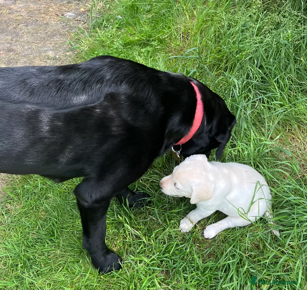 Labrador Retriever dogs for sale: Outstanding pedigree Labrador puppies in Faversham - Advert 2