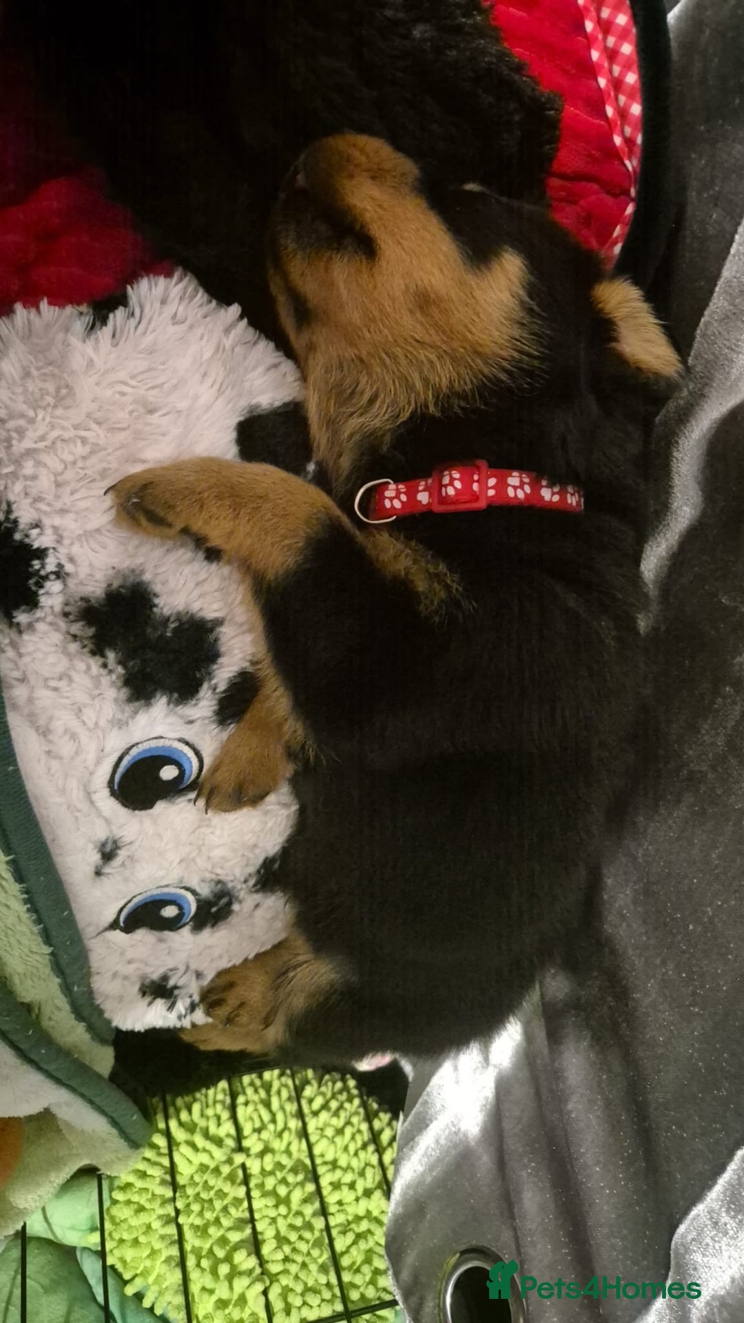 Rottweiler dogs for sale: One beautiful rottweiler boy - Advert 4