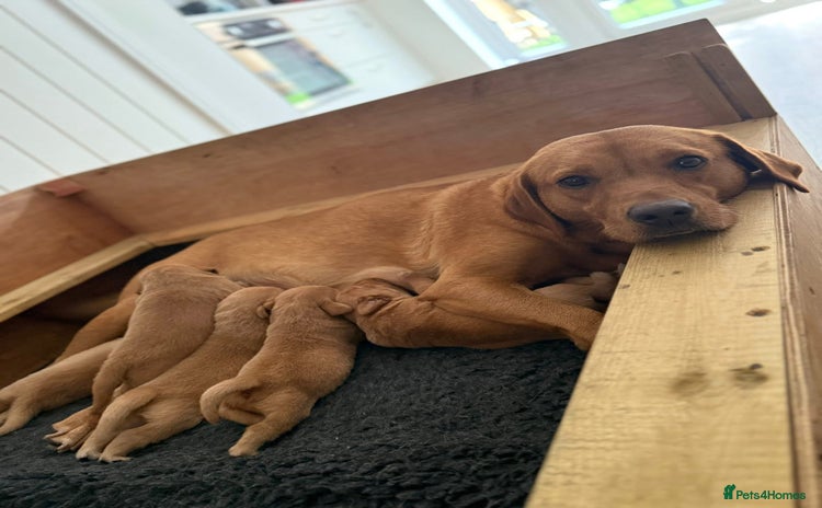 Labrador Retriever dogs - Advert 15