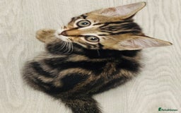Bengal cats for sale: Bengals cross - Image 5