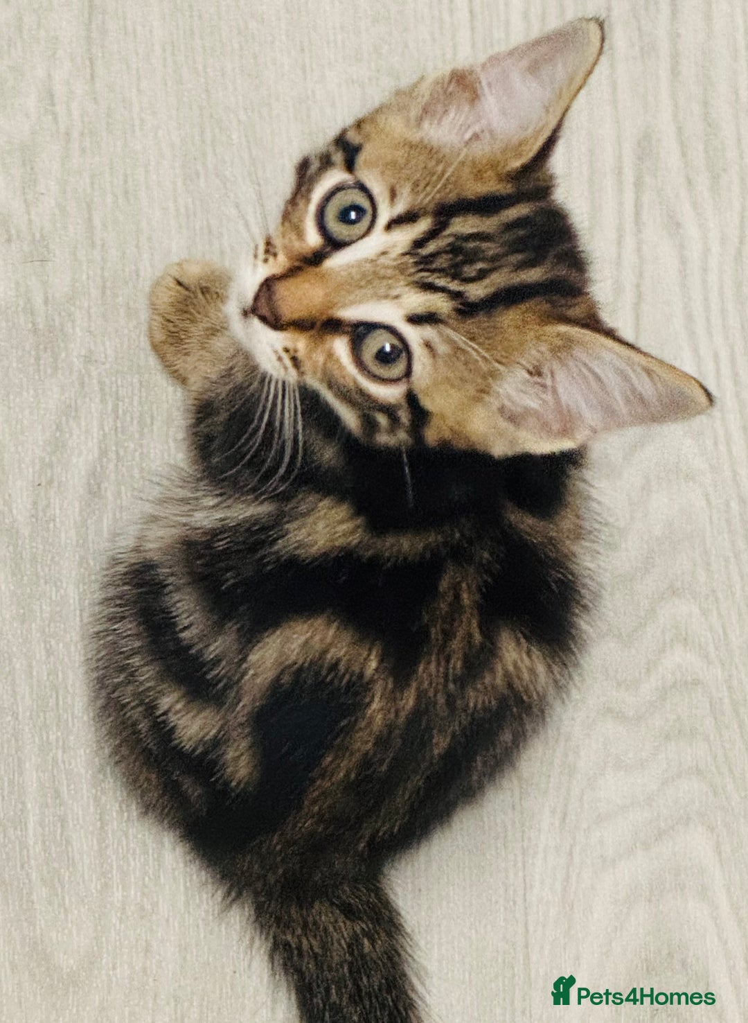 Bengal cats for sale: Bengals cross - Image 5