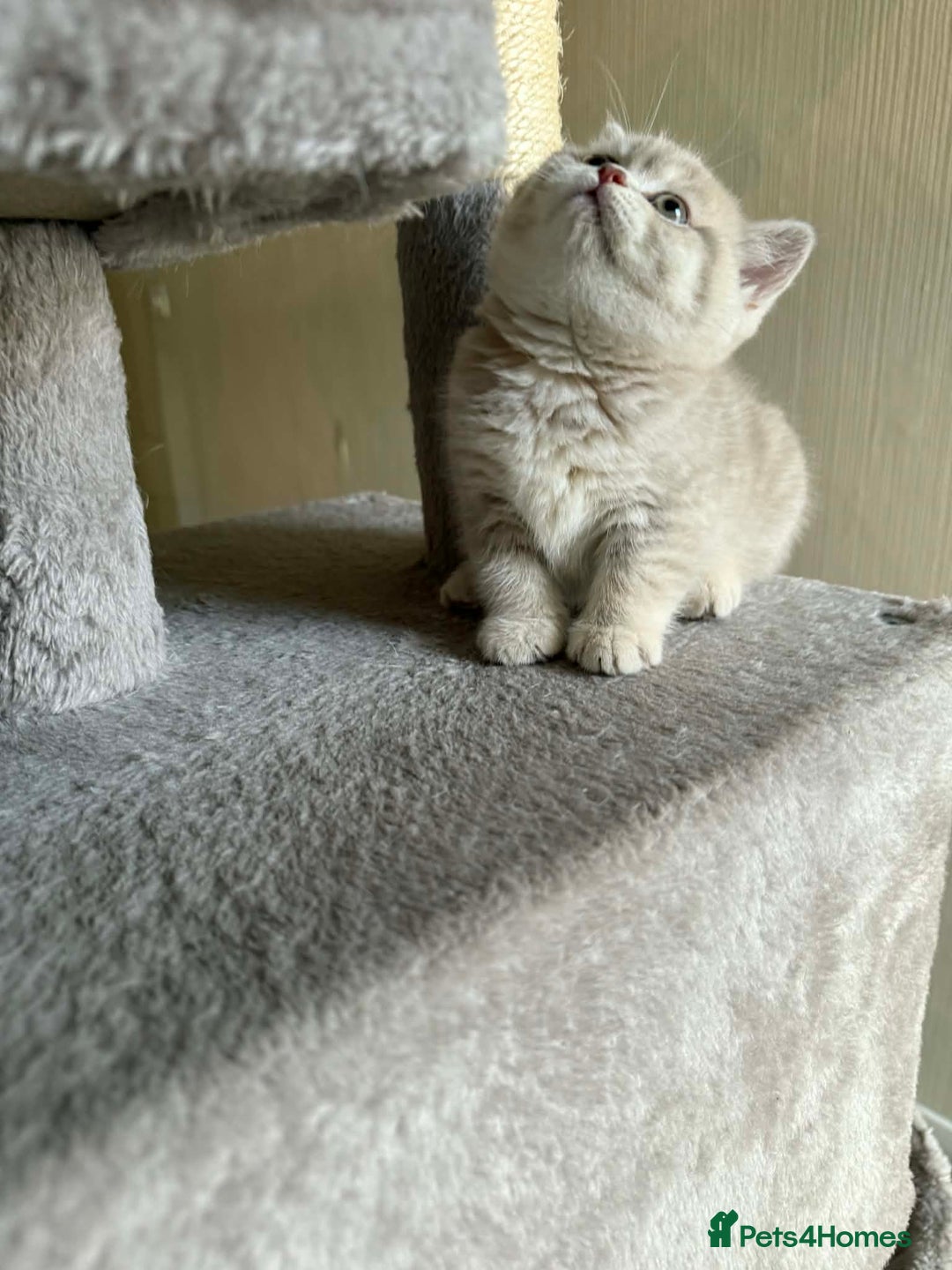 British Shorthair cats for sale: BSH kittens for sale  - Advert 13