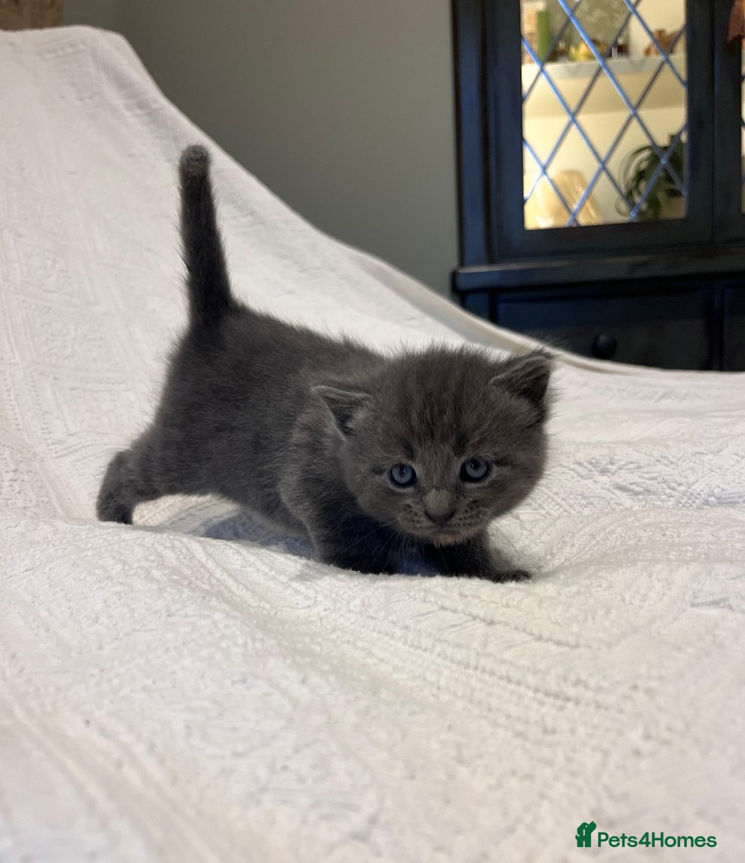 Maine Coon cats for sale: Maine coon x bsh. READY 14th BUT CAN HOLD - Advert 21