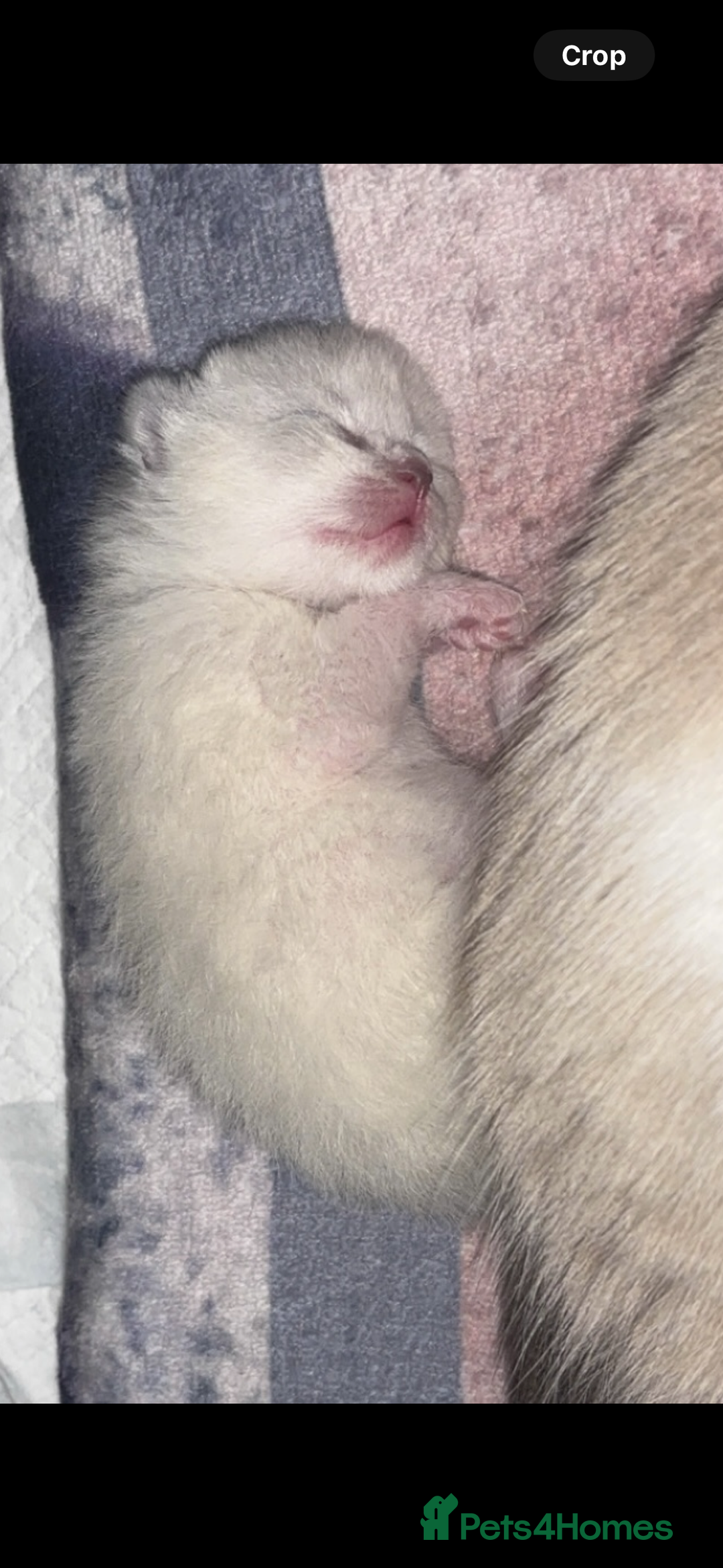 Ragdoll cats for sale: Ragdoll kittens  - Image 6