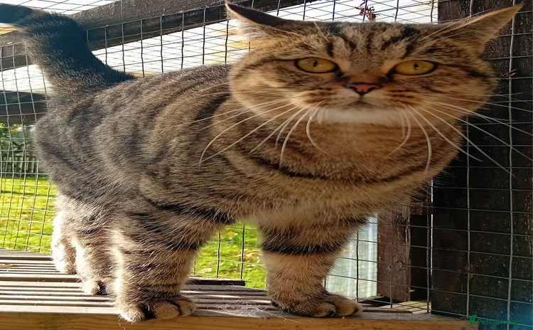 British Shorthair cats - Advert 5