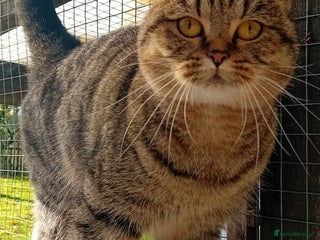 British Shorthair cats - Advert 4