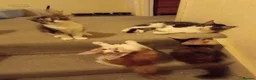 Maine Coon cats for sale: Stunning Maine Coon Kittens - Advert 26