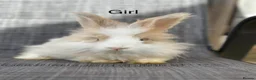 Angora rabbits for sale: Pure bred Angora babies - Advert 9