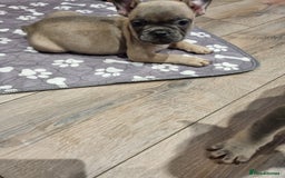 French Bulldog dogs for sale: Quality pups 4 Panel DNA Clear Gold Sierra Lines - Image 11