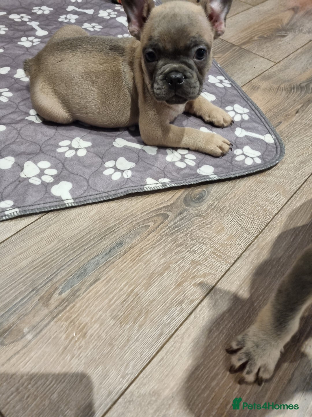 French Bulldog dogs for sale: Quality pups 4 Panel DNA Clear Gold Sierra Lines - Image 11