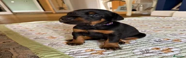 Dobermann 4